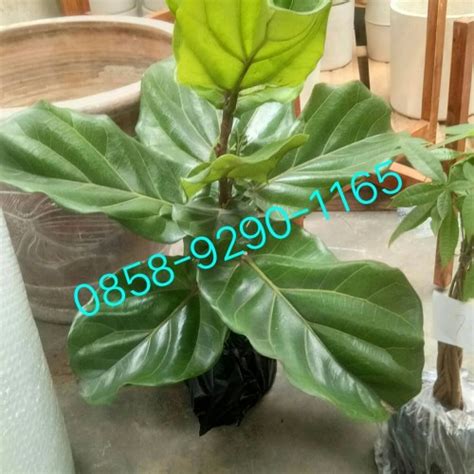 Jual Tanaman Ara Biola Biola Cantik Tanamam Indoor Dan Outdoor Kab