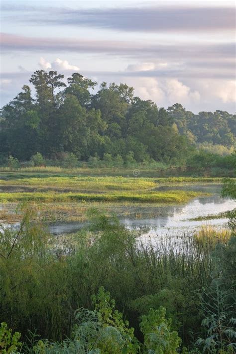 Sunrise At A Wetland In The Piney Woods Of East Texas Stock Image