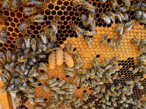 Apicultura Por Hobby Cria O De Rainhas Parte