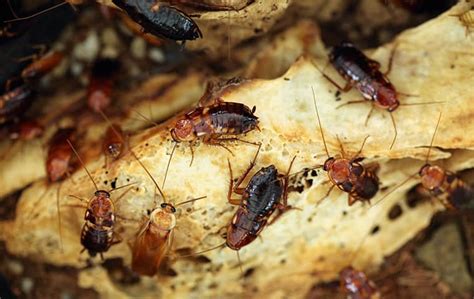 A Guide To Turkestan Cockroach Prevention In Ca Pro Active Pest Control