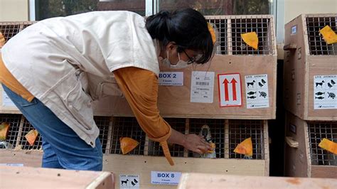 Repatriasi Burung Endemik Indonesia Foto Tempo Co