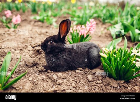 Black Baby Rabbits