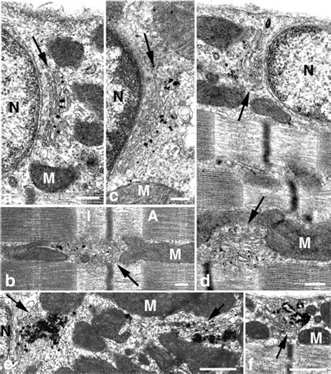 Golgi Apparatus Microscope