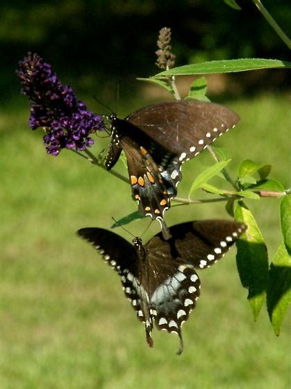 Spicebush Swallowtail Butterflies Papilio Troilus BugGuide Net