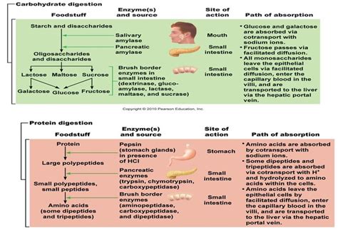 Stomach Medicine Physiology Of Chemical Digestion And Absorption