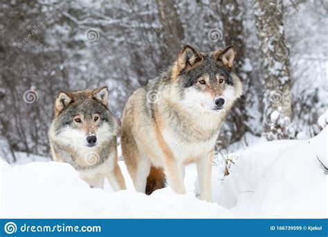 Twee Magische Wolven In Het Wolvenpak In Het Koude Winterbos Stock