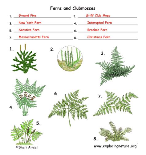 Non Flowering Plants With Names And Pictures