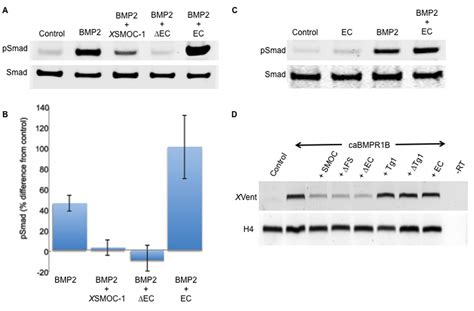 Smoc Can Act As Both An Antagonist And An Expander Of Bmp Signaling Elife