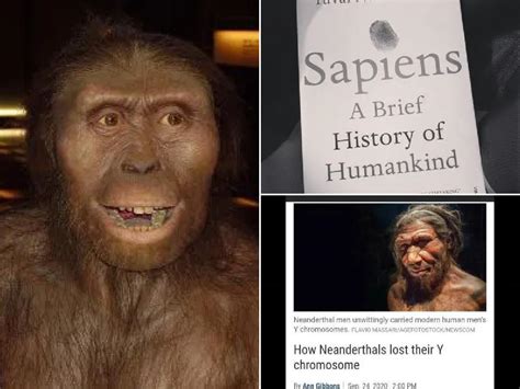 Homo Sapiens Origen Caracter Sticas Alimentaci N Y Herramientas