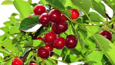 Are All Cherry Trees Edible? (Yes and No) + Best Types To Try