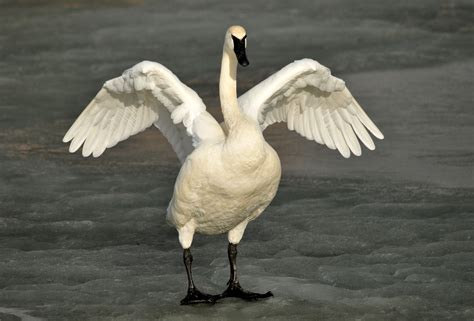 Flickrpe1fsud Trumpeter Swan On Seedskadee Nwr Photo