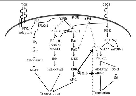 Figure From Regulation Of Lipid Signaling By Diacylglycerol Kinases