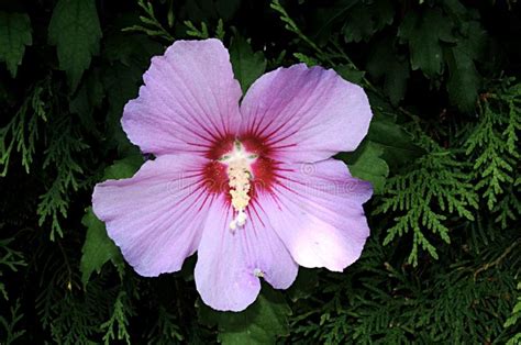 Foto De Una Flor Rosada Del Hibisco Imagen De Archivo Imagen De Cubo