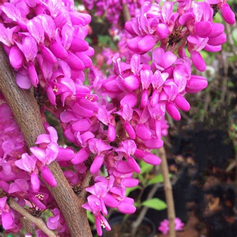 Cercis Chinensis Avondale The Chinese Redbud Nurseries Online