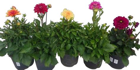 Obi Living Garden Dahlie Topf Ca Cm Dahlia Hybride Kaufen Bei Obi