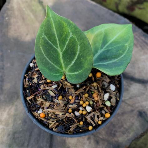 Jual Anthurium King Of Spades Variegata Original 02 Ktl Jakarta