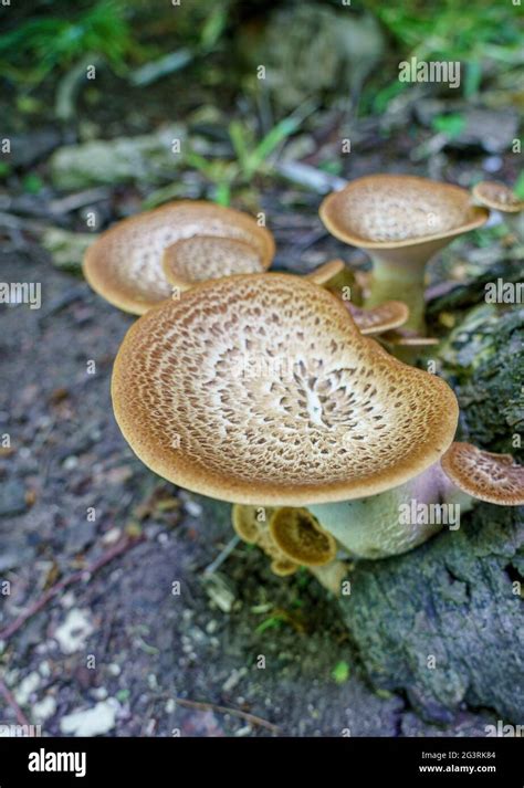 Cerioporus Squamosus Aka Polyporus Squamosus Is A Basidiomycete Bracket