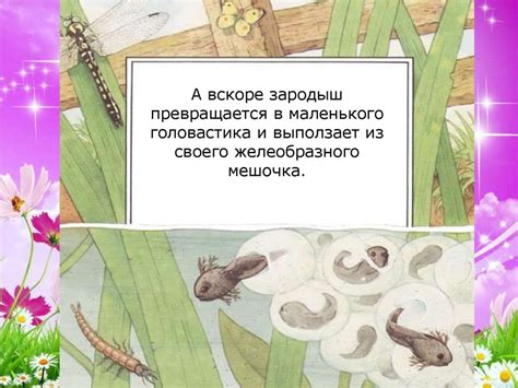 От икринки до лягушки - online presentation