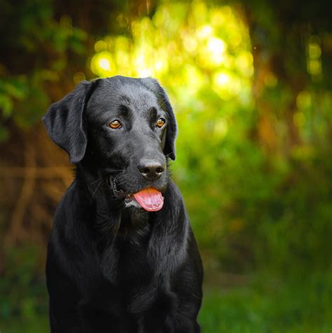 10 Best Tips For Photographing Black Dogs Or Any Black Pet