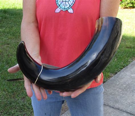 Wide Base Polished Indian Water Buffalo Horn For Sale