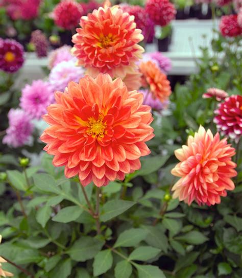 Dahlia Dalina Maxi Emilio 150mm Pot Vn