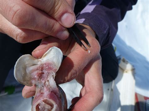 Otoliths Ear