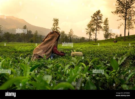 Worker Picking Tea Leaves In Tea Plantation Beautiful Morning View