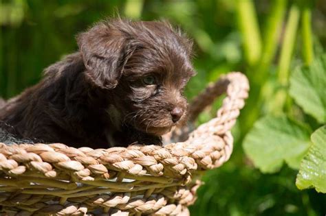 Seri Se Bolonka Zwetna Z Chter Mit Welpen In Nrw Hunde De