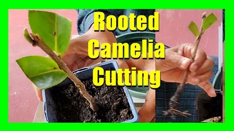 How To Grow Camellias From Cuttings Camellia Propagation From Cuttings