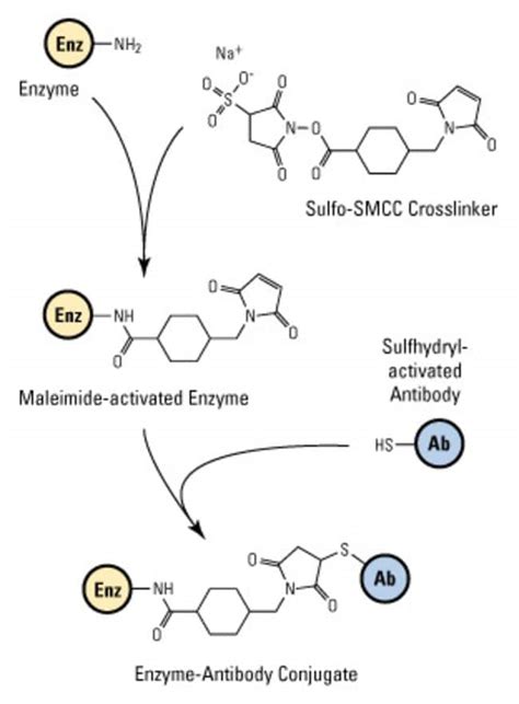 Thermo Scientific Sulfo SMCC Sulfosuccinimidyl 4 N Maleimidomethyl