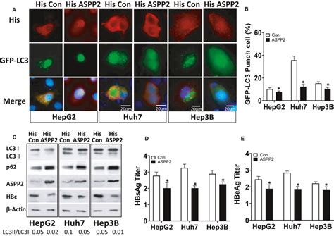 Hepg2 Huh7 And Hep3b Cells With Intrinsic Different P53 Status Were