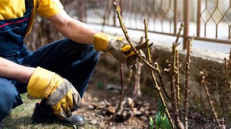 La Taille Des Rosiers Soci T D Horticulture Du Cher