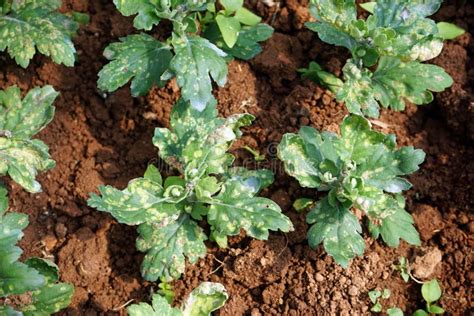 Plant Disease On Chrysanthemum Leaf White Rust Disease Stock Image