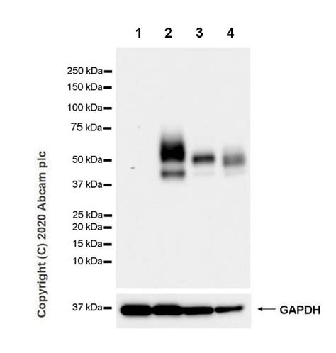 Recombinant Anti Pd L1 Antibody Cal10 Mouse Igg2a Ab279293 Abcam