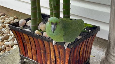 lorito toca mi puerta encontré un loro en mi jardín loro llorando