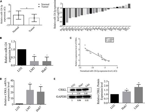 Frontiers Mir P Suppresses The Invasiveness And Metastasis Of