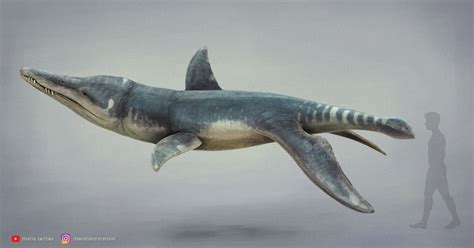 Liopleurodon One Of The New Reconstructions I Made Mario Lanzas