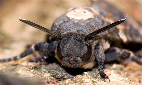 Meet The Death’s-head Hawk-moth | Butterfly Conservation