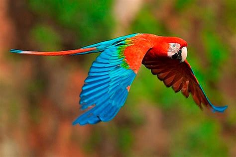 La Guacamaya Roja En Guatemala Aprende