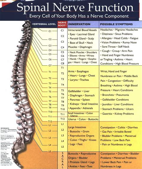 Printable Spinal Nerve Chart