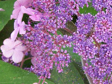 Hydrangea Aspera Villosa