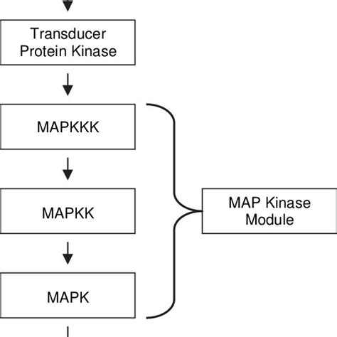 Generalized MAPK signaling pathway. MAPK signaling pathways consist of ...