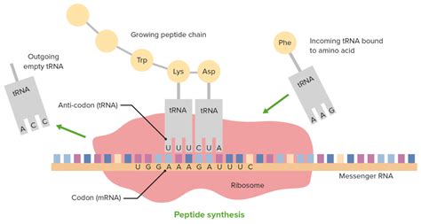 Rna Types And Structure Concise Medical Knowledge