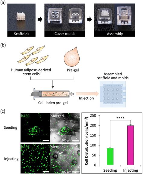 Process Of Cell Laden Hydrogel Injection Technique And Cell