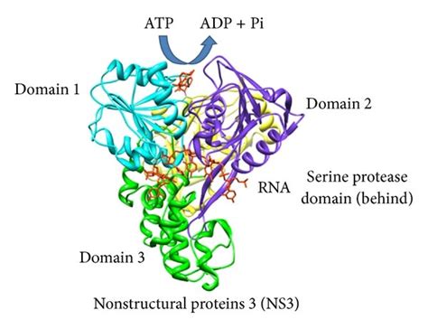 HCV Genome And Polyprotein Processing A Open Arrow Closed Arrows