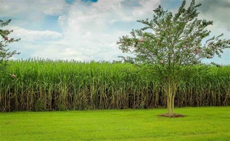 Sugarcane Farming In The Usa How To Start Production States Ideas