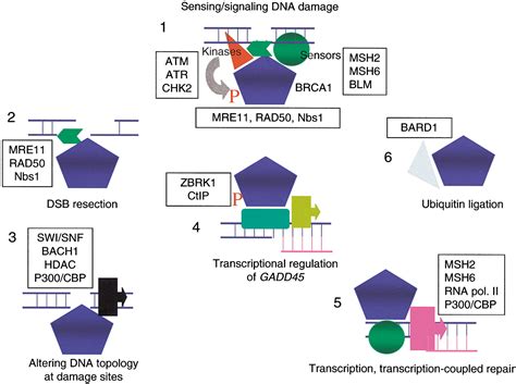 Cancer Susceptibility And The Functions Of Brca And Brca Cell