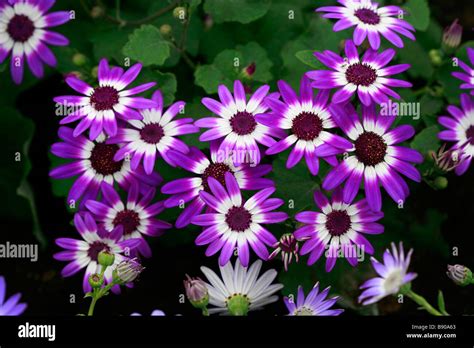 Pericallis Hybrida Senetti Stock Photo Alamy