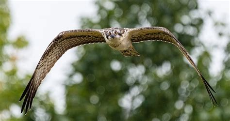 Wmb Wilson Springs Ponds — Golden Eagle Audubon