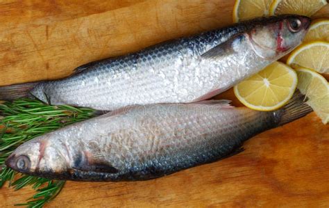 El Pescado Fresco Crudo Del Salmonete Gris Miente En Los Wi De Madera